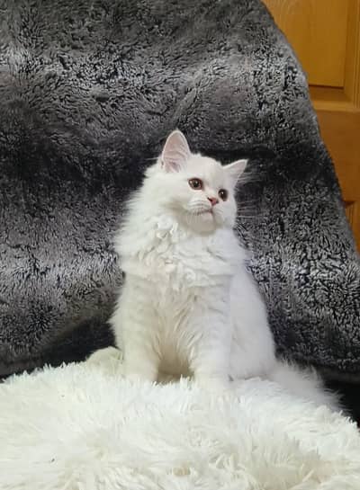 Persian kitten/cat /Triple coat/punch face kitten/ cat