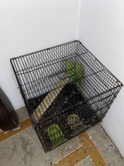 parrot with cage