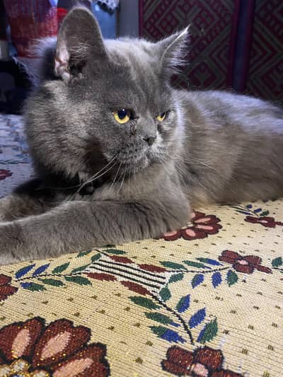 Grey British Longhair Persian male cat