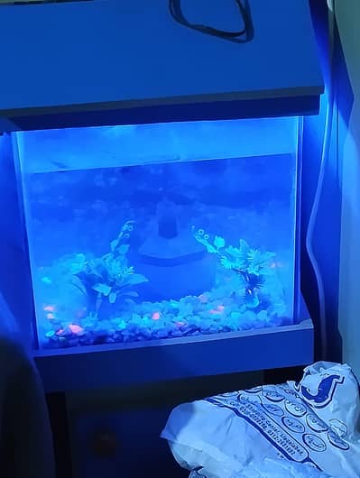 Fish Aquarium