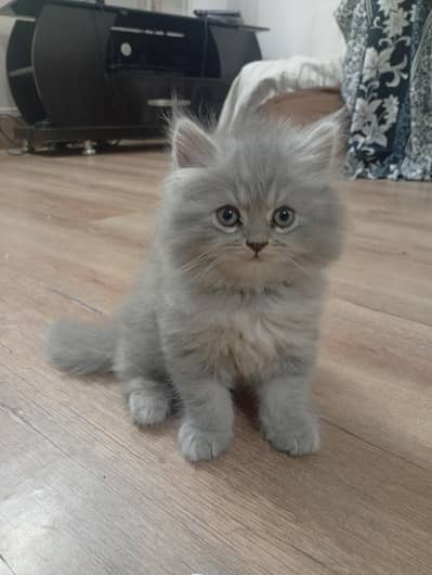Male kitten for sale