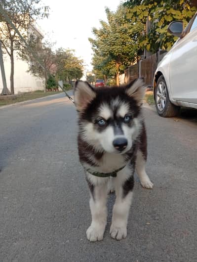 syberian husky puppi