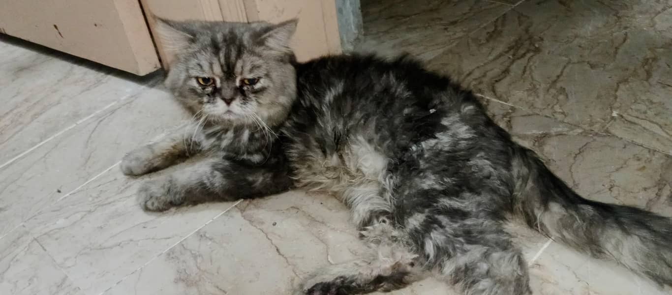 Persian billa 0