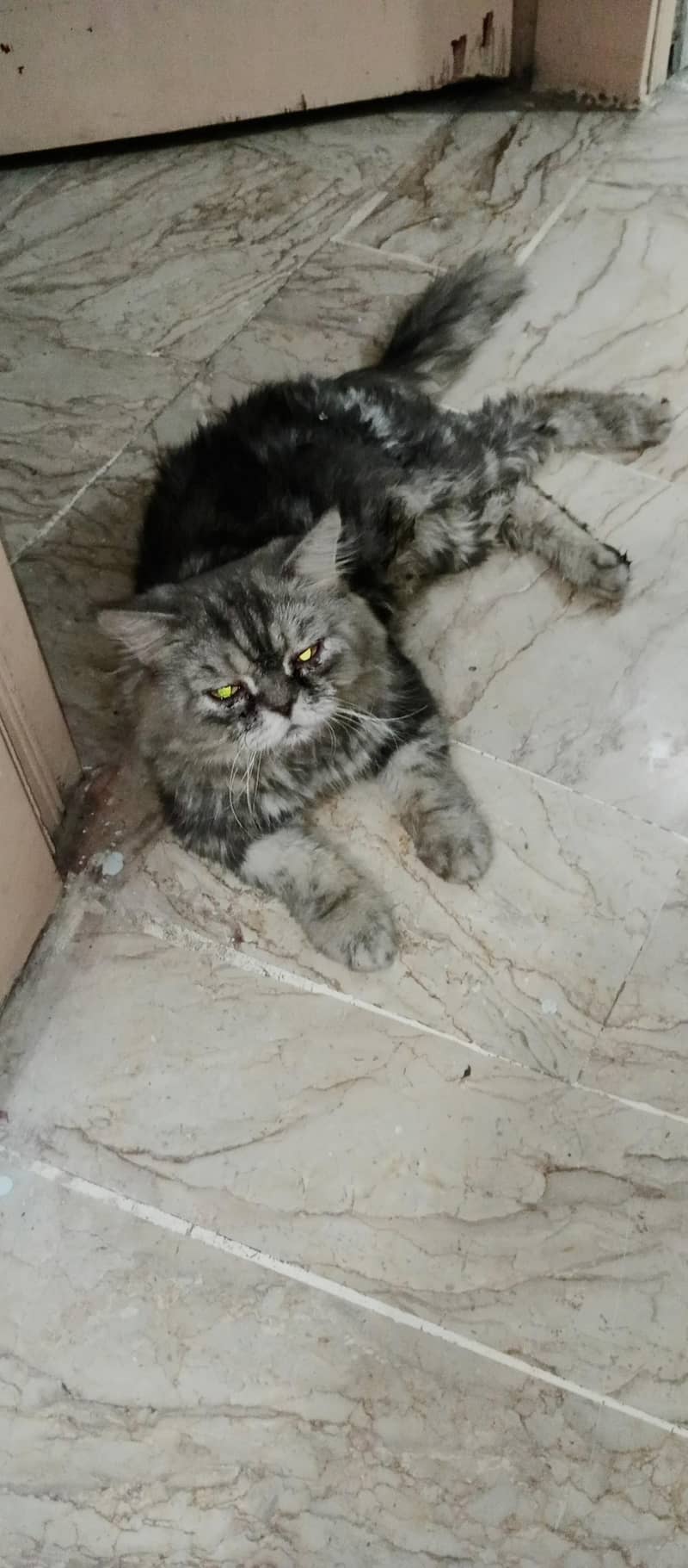 Persian billa 1