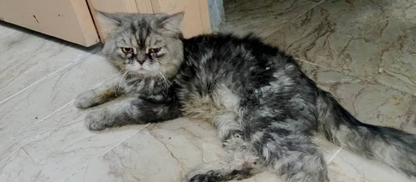 Persian billa 2
