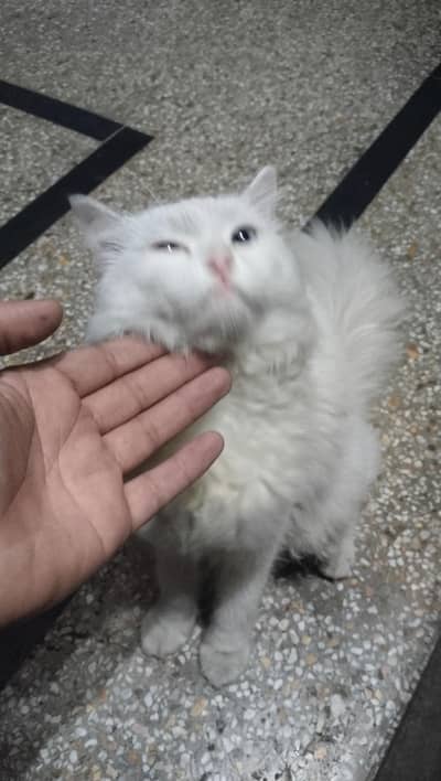 urgent Sale Persain Cat