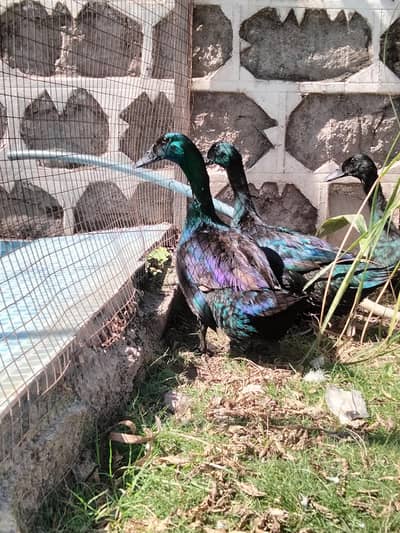 Cayuga | Cayuga duck | crested | crested duck