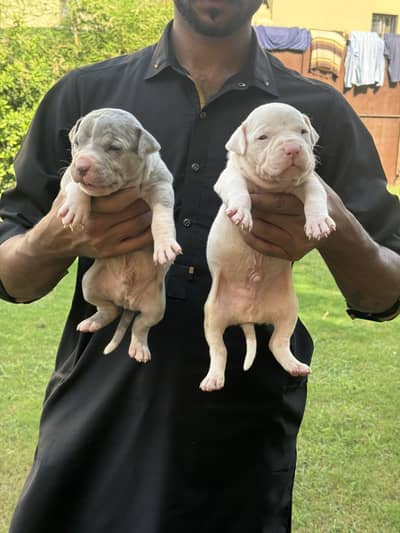 American bully merle pups