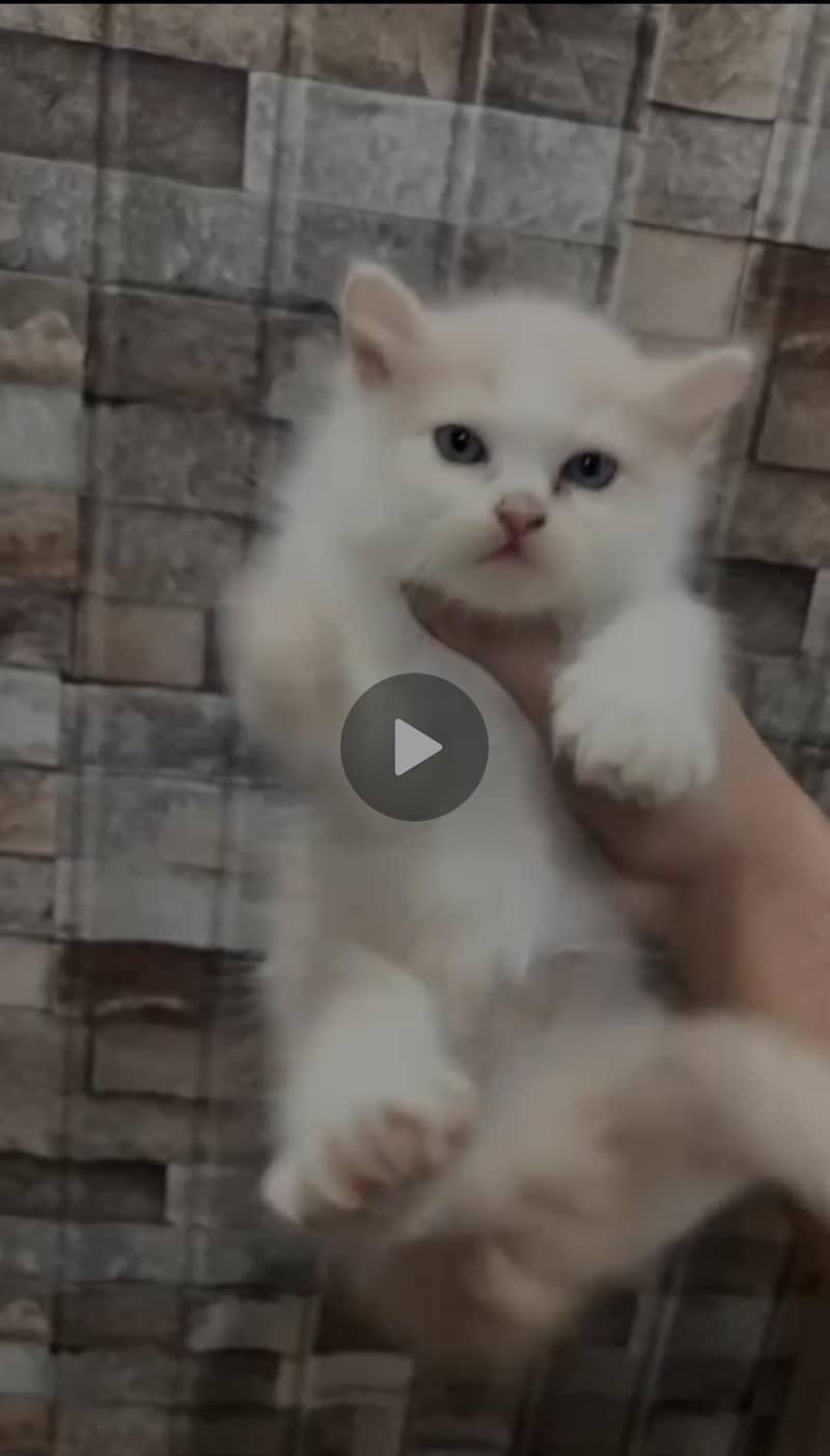 Persian kitten 0