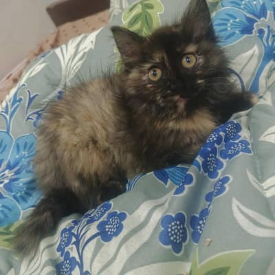 Triple Coated Tortoise Shell Tortie Persian mini fancy