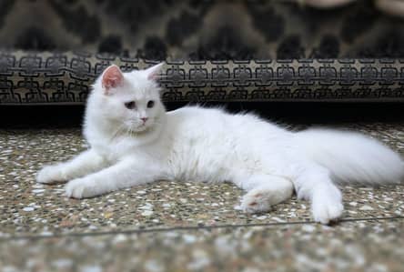 Persian breed sale on urgent basis
