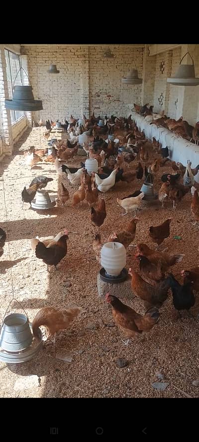 Golden Misri Murghian for Sale