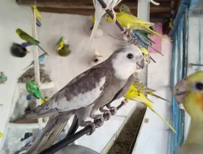 Dominant Silver Male