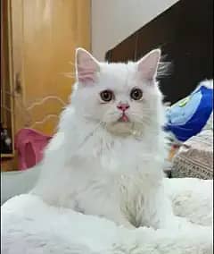 Persian kitten/cat /Triple coat/punch face kitten/ cat