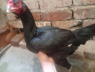 minawali pyore