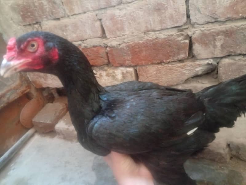 minawali pyore 1