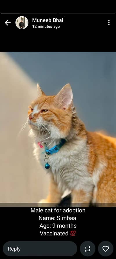 Persian Male Cat 1 Year Old
