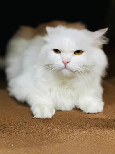Persian Cat Male
