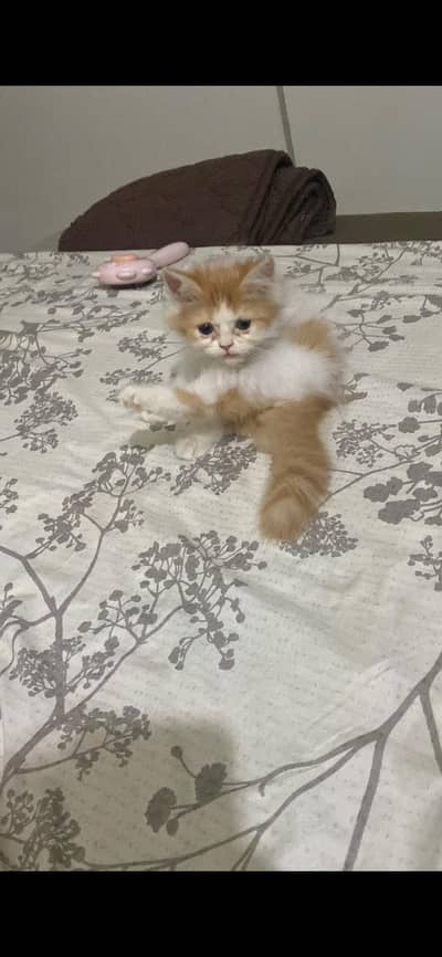 Persian Female Kitten No hair fall, Urgent Sale