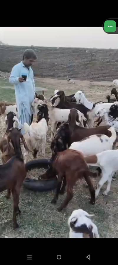 Goats Available for sale