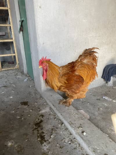 Golden male
