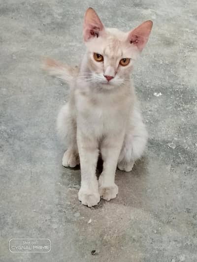 Healthy and Playful Persian Cats Pair For Sell