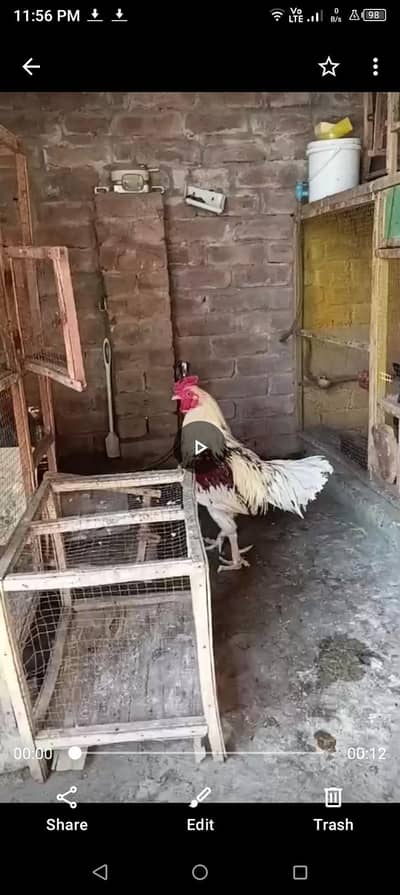 aseel murga desi