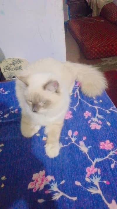 Beautiful Ragdoll Cat for Sale | Friendly & Fluffy Pet Cat