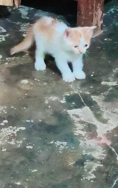 kitten available jitna ka marzi la jao