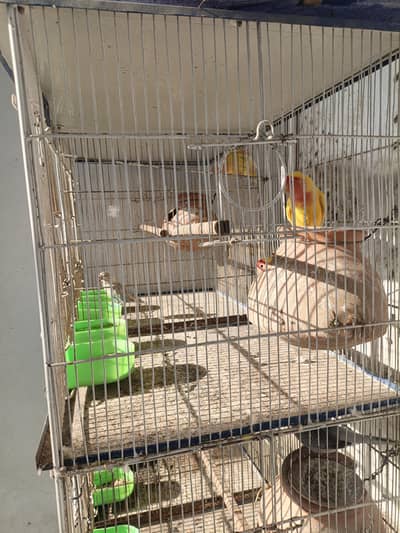 Pinjra or cage for sale with all birds , sare parindon ke sath