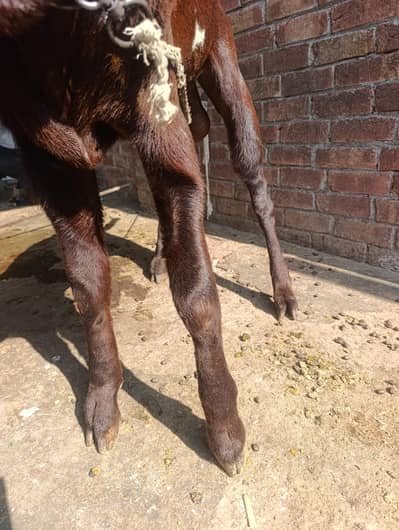 sahiwal nasal bakra active