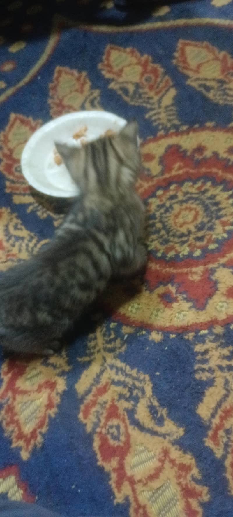 pair with one kittin 1