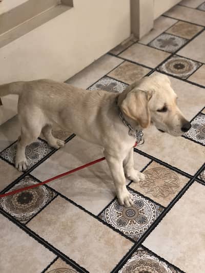 Labrador imp 3month puppy