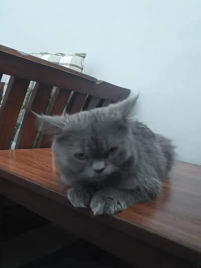 British long hair male intact cat