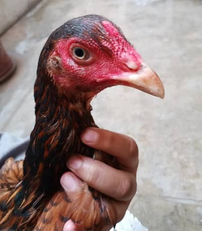 Laying hen for sale