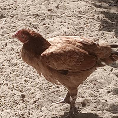 2 Desi egg laying Hens