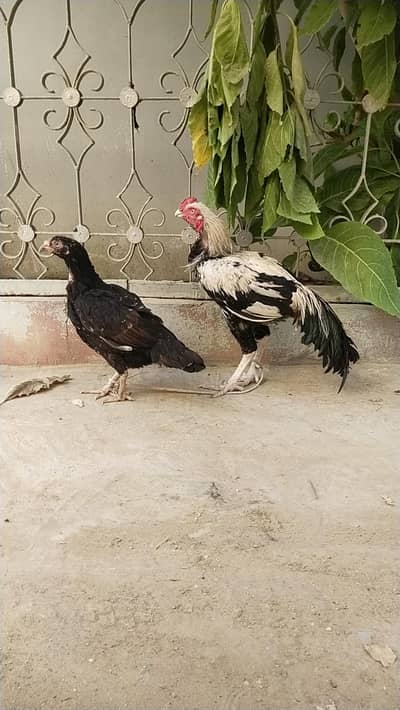 parrot face male and Reza madi/German o shamo whatsapp 03168035881