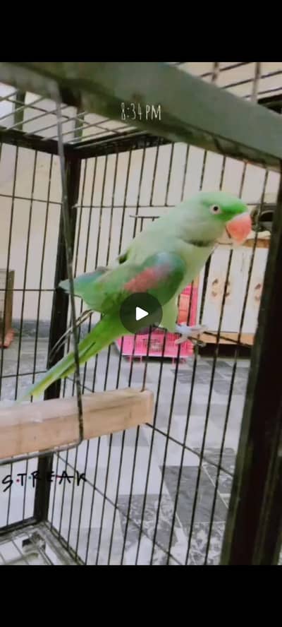 raw parrot