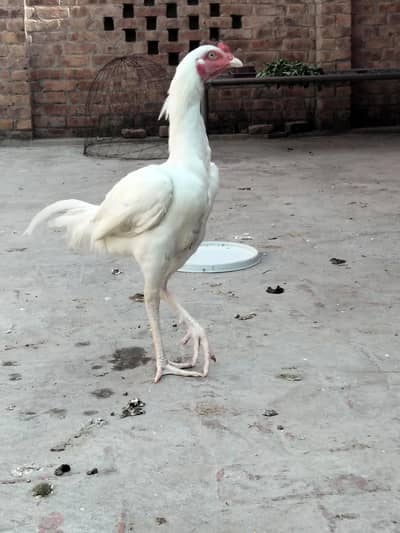 Salayta Aseel pair available ha 03099019811