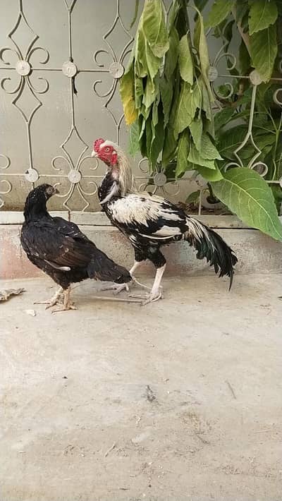 parrot face male reza+mianwali female german shamo 03168035881 call/wh