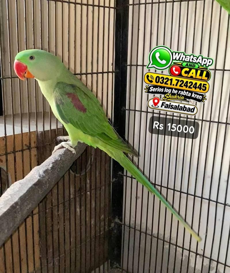 Raw parrot 0