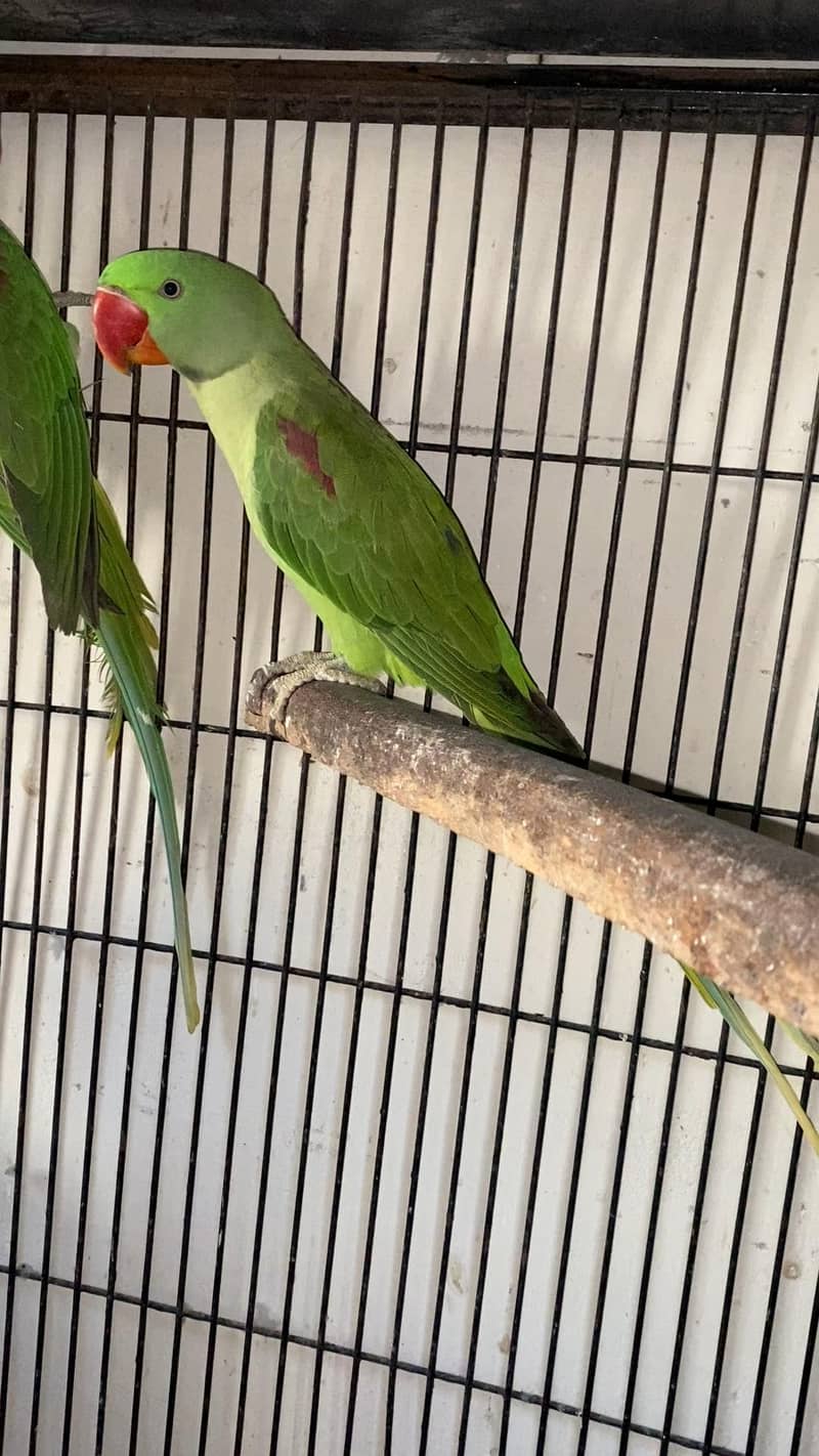 Raw parrot 1