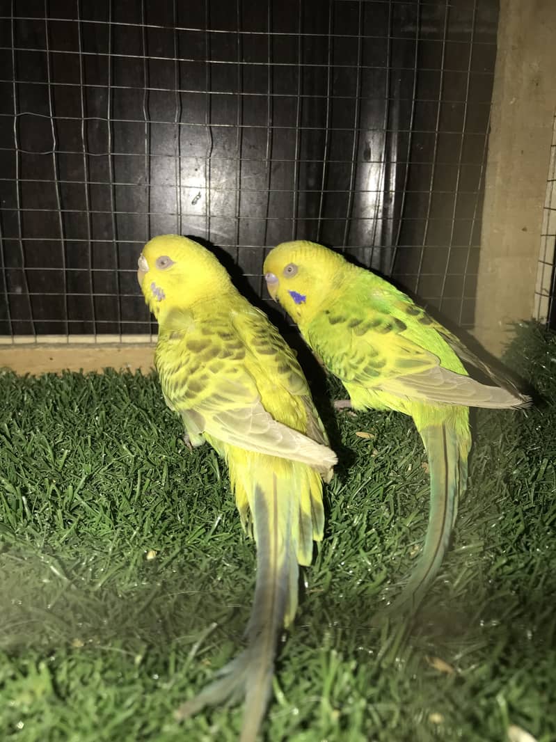 Fellow breeder pair 1