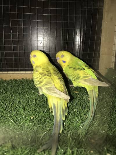 Fellow breeder pair