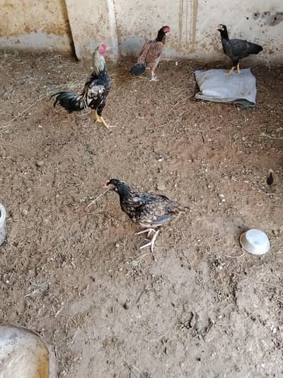 For sale urgent