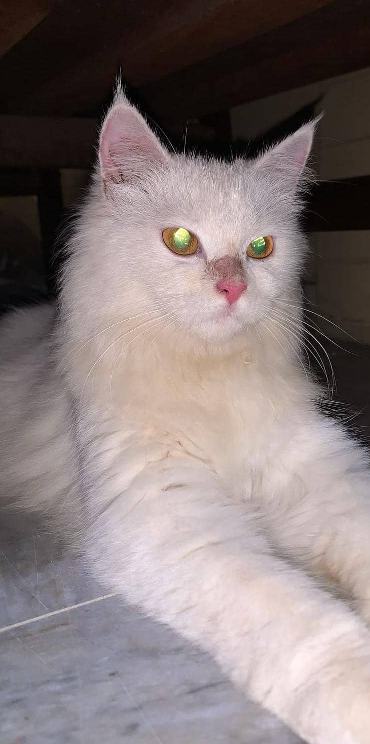 persoon cat 0