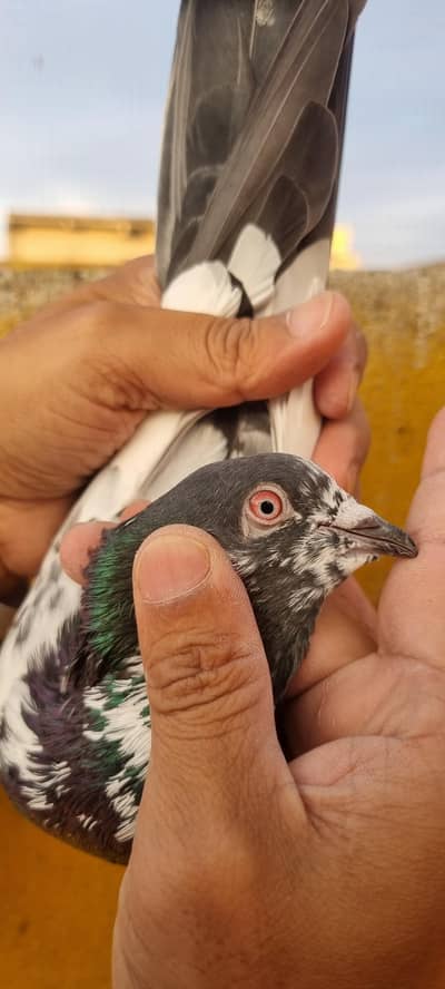 Breeder pairs for sale