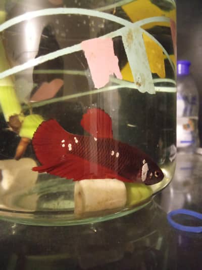 betta fish