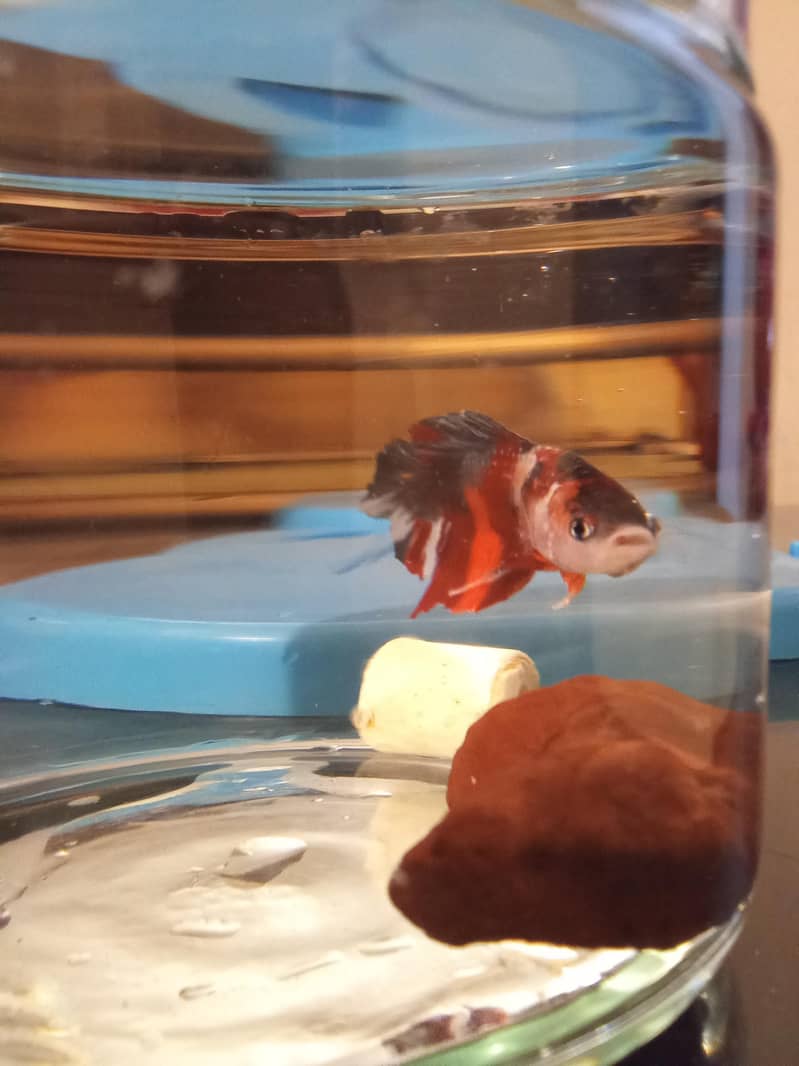 betta fish 1