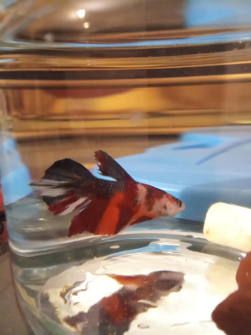 betta fish 2